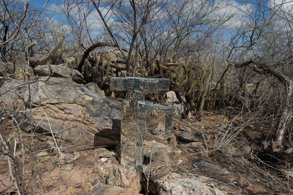 Caatinga costackz 2