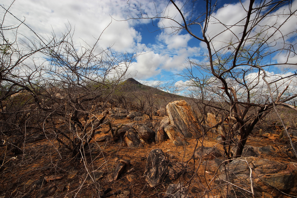 costackz caatinga 4